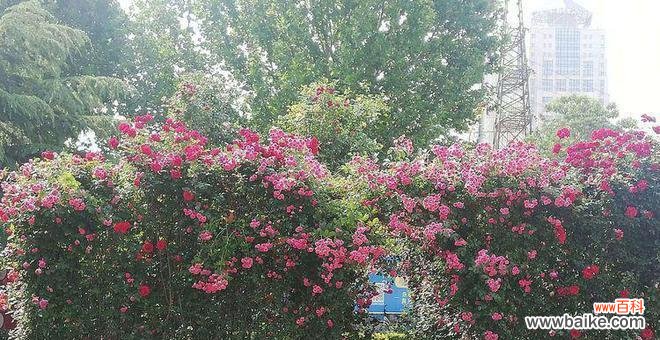 以藤本月季为主题,揭示其花语与魅力 藤本月季花语