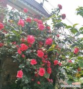 以藤本月季为主题，揭示其花语与魅力 藤本月季花语