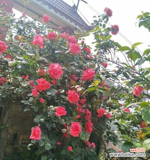 以藤本月季为主题,揭示其花语与魅力 藤本月季花语