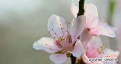 桃花的种类与栽培技巧 桃花的美丽与魅力