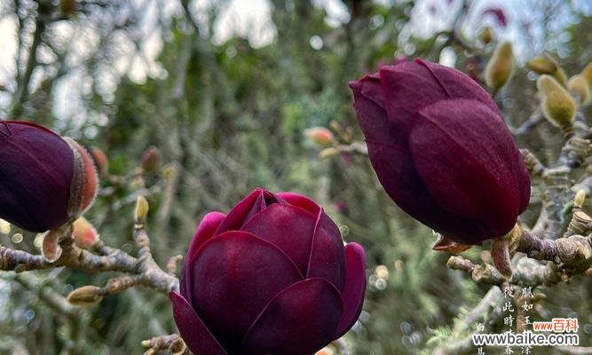 探索天目木兰花的深刻寓意和美丽故事 天目木兰花语