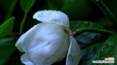 探索天目木兰花的深刻寓意和美丽故事 天目木兰花语