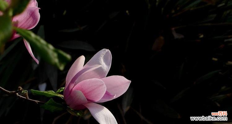 探索天目木兰花的深刻寓意和美丽故事 天目木兰花语