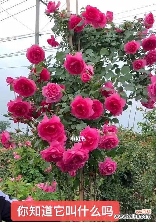 用藤本月季感受生命的律动 藤本月季的美丽与寓意