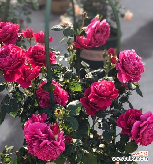 用藤本月季感受生命的律动 藤本月季的美丽与寓意