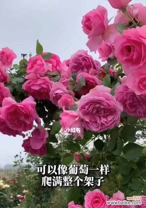 用藤本月季感受生命的律动 藤本月季的美丽与寓意