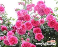 探索藤本月季的花语之美 以藤本月季的花语