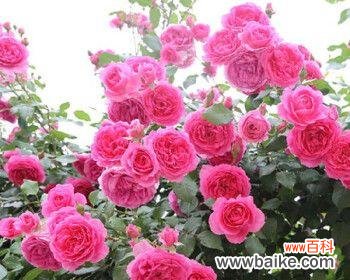 探索藤本月季的花语之美 以藤本月季的花语