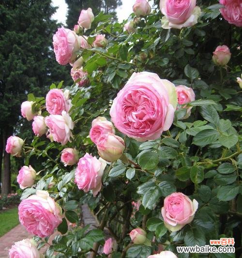 探索藤本月季的花语之美 以藤本月季的花语