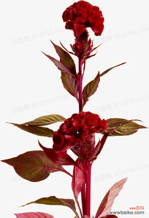 揭示鸡冠花的象征意义及其美丽故事 鸡冠花