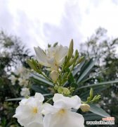 夹竹桃花的美丽与寓意 夹竹桃花语与传说