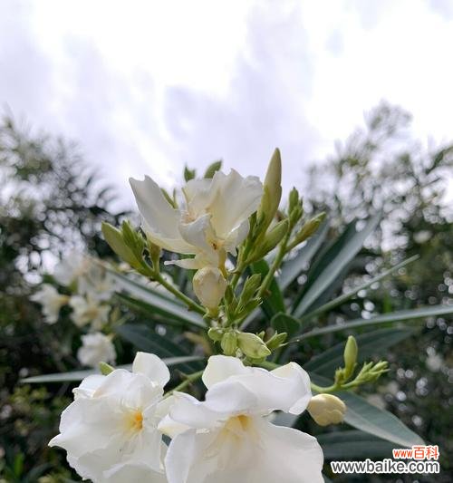 夹竹桃花的美丽与寓意 夹竹桃花语与传说