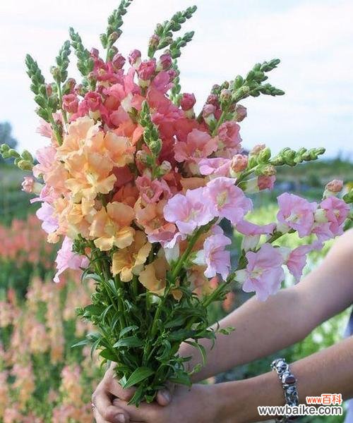 寄托希望的花语 姬金鱼草