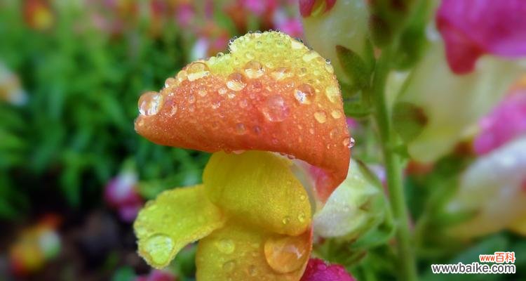 探寻姬金鱼草的含义和象征 姬金鱼草的花语寓意