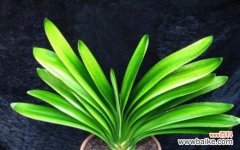 以家里君子兰开花的寓意 君子兰花开寓意深远