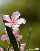 红色诱惑 夹竹桃花语