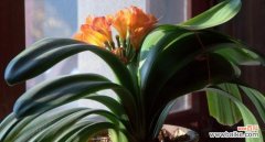 家庭和谐幸福 君子兰开花的寓意与象征意义