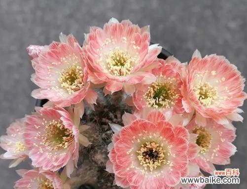 仙人球花开放给家庭带来的喜悦与繁荣 家中仙人球开花的寓意及象征意义