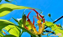 以嘉兰为媒 嘉兰花语