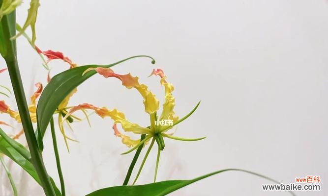 探寻嘉兰花语的神秘内涵与传承之旅 解读嘉兰花语的深层意义