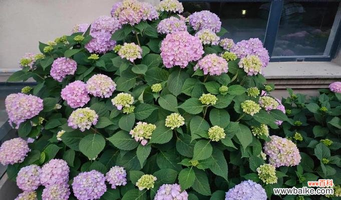 不争不抢用什么花语来表达?哪种花象征着谦逊?