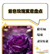 道具告白中花语对应的动物是什么？它有何特殊含义？