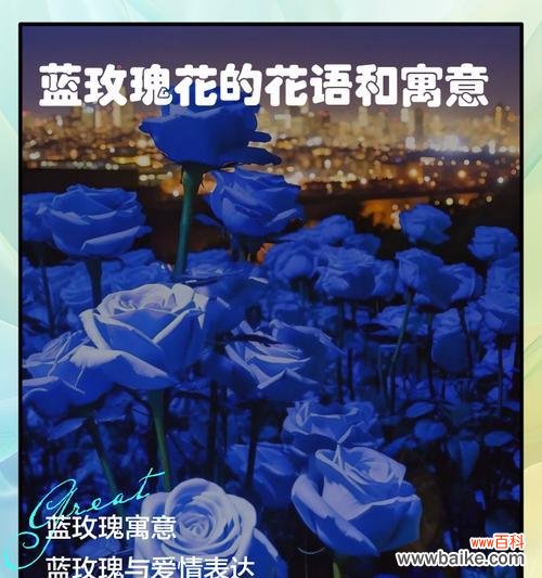 海上玫瑰的花语和寓意是什么？它有什么特别的含义？