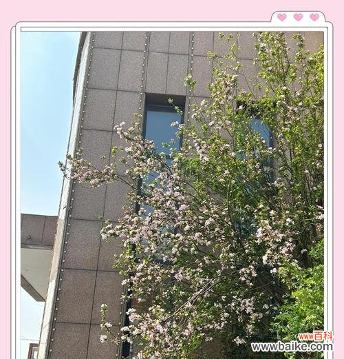 春日海棠的寓意与花语是什么？