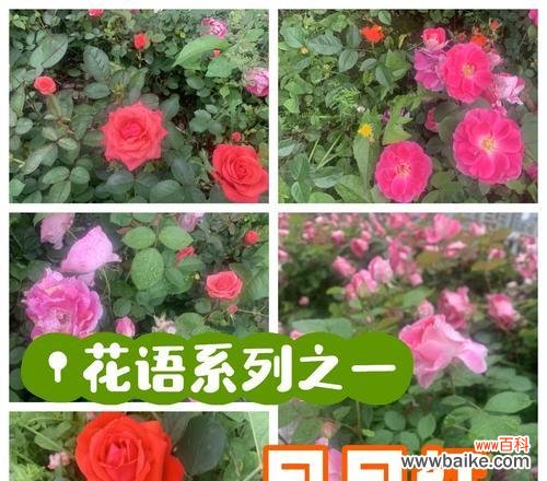 月季花语及其功效有哪些？