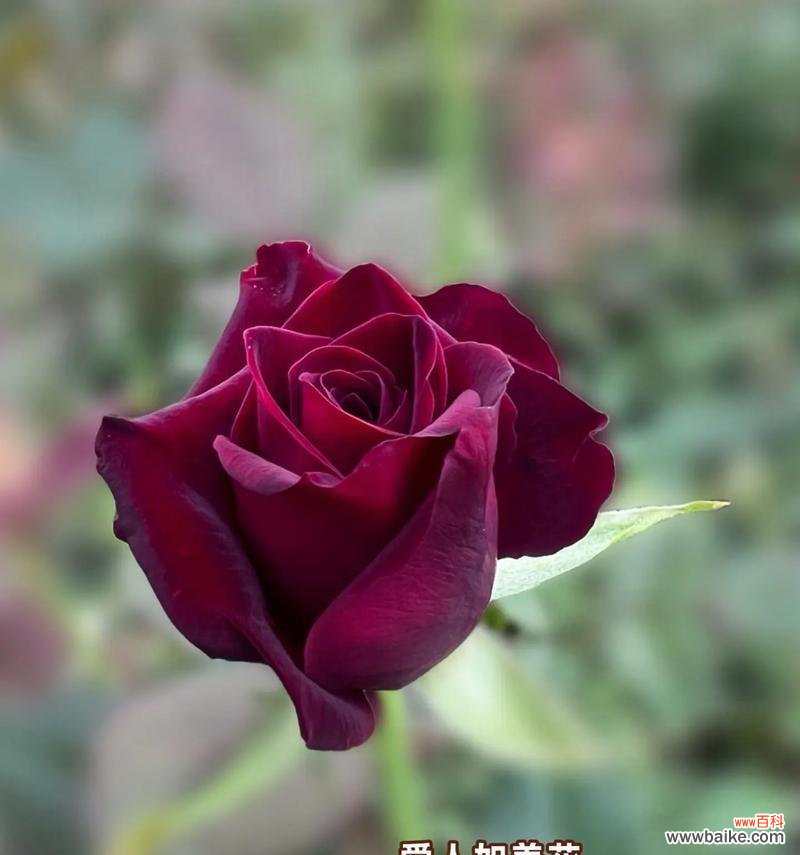 18朵玫瑰花茶的花语是什么?