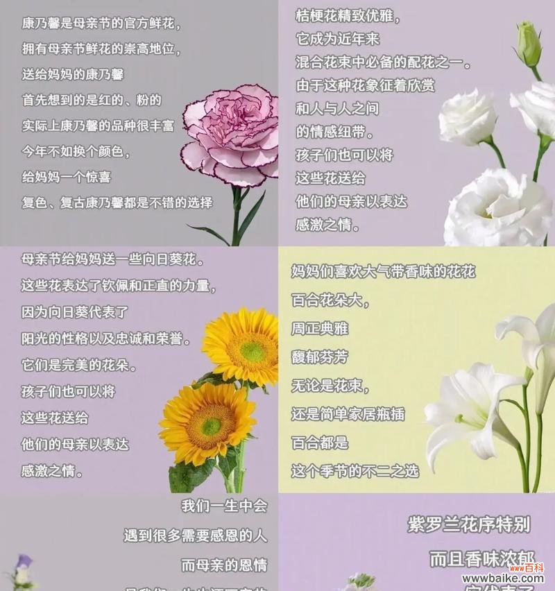 流行的妈妈花语是什么？蓝水花的花语又是什么？