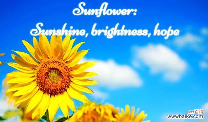 流行的妈妈花语是什么？蓝水花的花语又是什么？