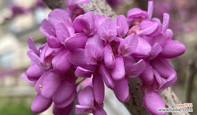 紫荆花的花语是什么?寓意有哪些?