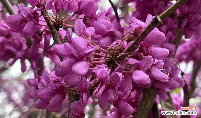 紫荆花的花语是什么?寓意有哪些?