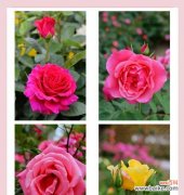 像玫瑰也像月季的花语是什么？这种花的含义是什么？