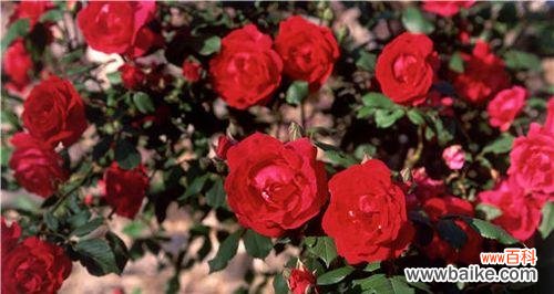 地面摆放玫瑰花的寓意是什么?这种摆放方式有何讲究?