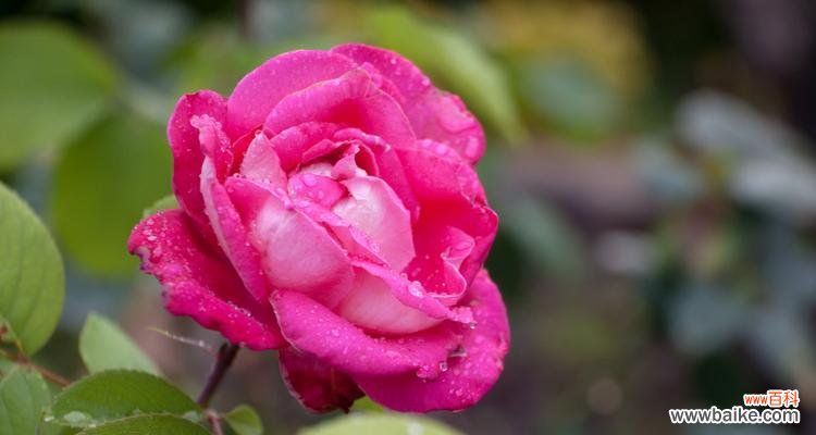 地面摆放玫瑰花的寓意是什么?这种摆放方式有何讲究?