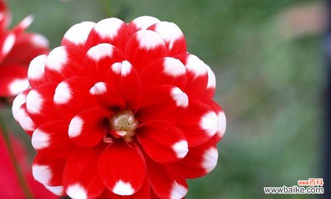 探寻天竺牡丹的故事与传说 天竺牡丹花语