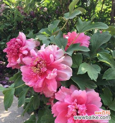 兔儿牡丹花语的意义及传承 探秘兔儿牡丹花的花语