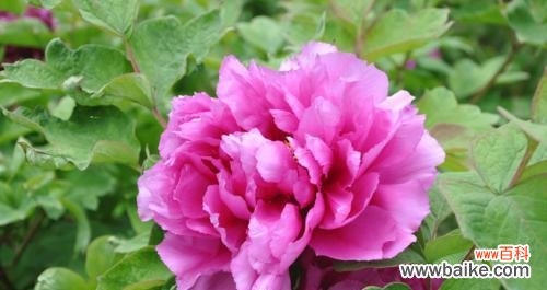 兔儿牡丹花语的意义及传承 探秘兔儿牡丹花的花语