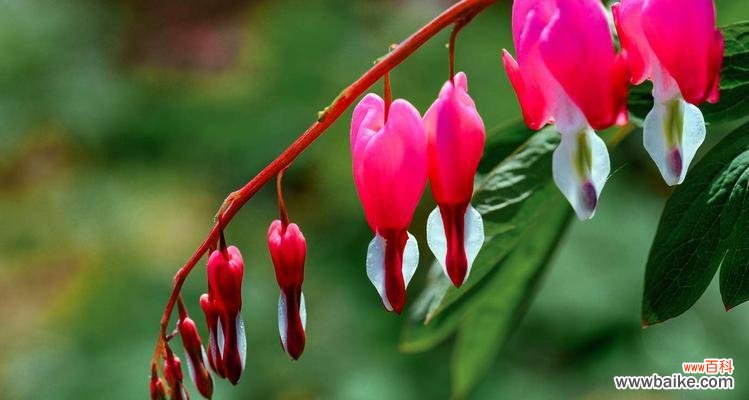 兔儿牡丹花语的意义及传承 探秘兔儿牡丹花的花语