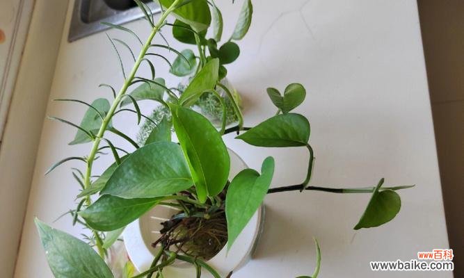 探索网络语言中的绿萝象征与表达方式 网络语绿萝的意义与影响力