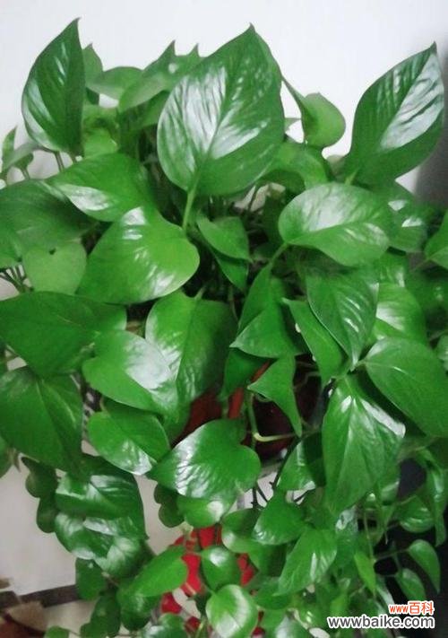 探索网络语言中的绿萝象征与表达方式 网络语绿萝的意义与影响力