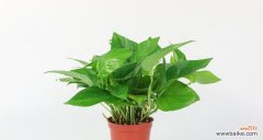 探索绿萝在互联网世界中的魅力与应用 绿萝在网络上的意义与流行趋势