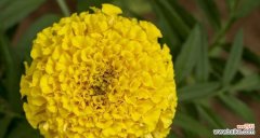 探寻万寿菊的花语和传说 万寿菊花语的寓意及相关故事