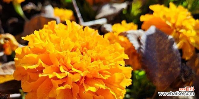 探寻万寿菊的花语和传说 万寿菊花语的寓意及相关故事