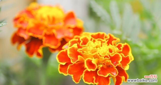 探寻万寿菊的花语和传说 万寿菊花语的寓意及相关故事