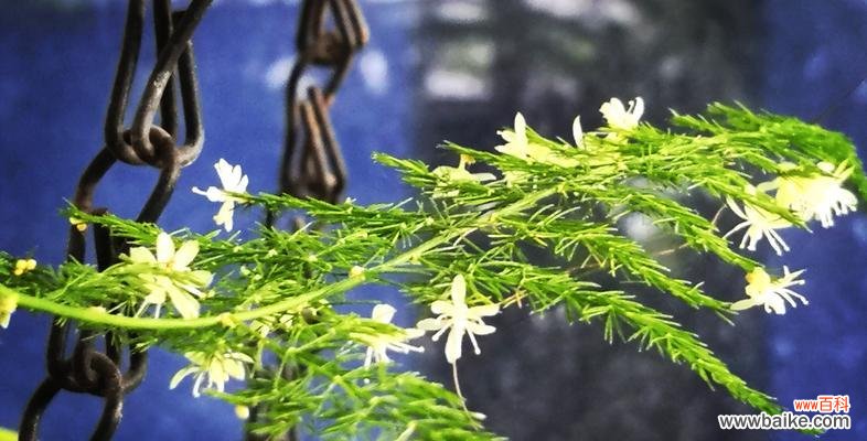 生命的坚韧与希望 文竹的象征意义与寓意