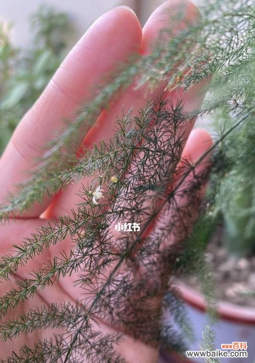 生命的坚韧与希望 文竹的象征意义与寓意