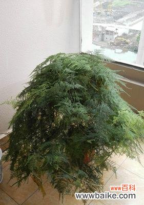 生命的坚韧与希望 文竹的象征意义与寓意